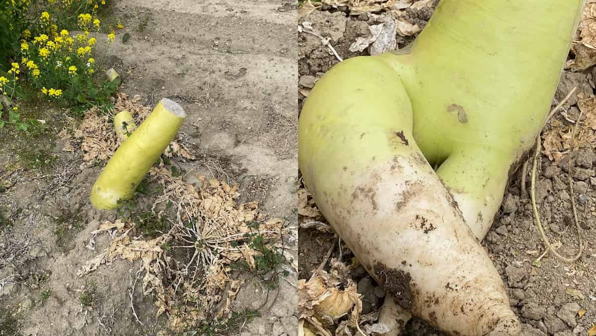 冬野菜収穫後のすき込み作業1
