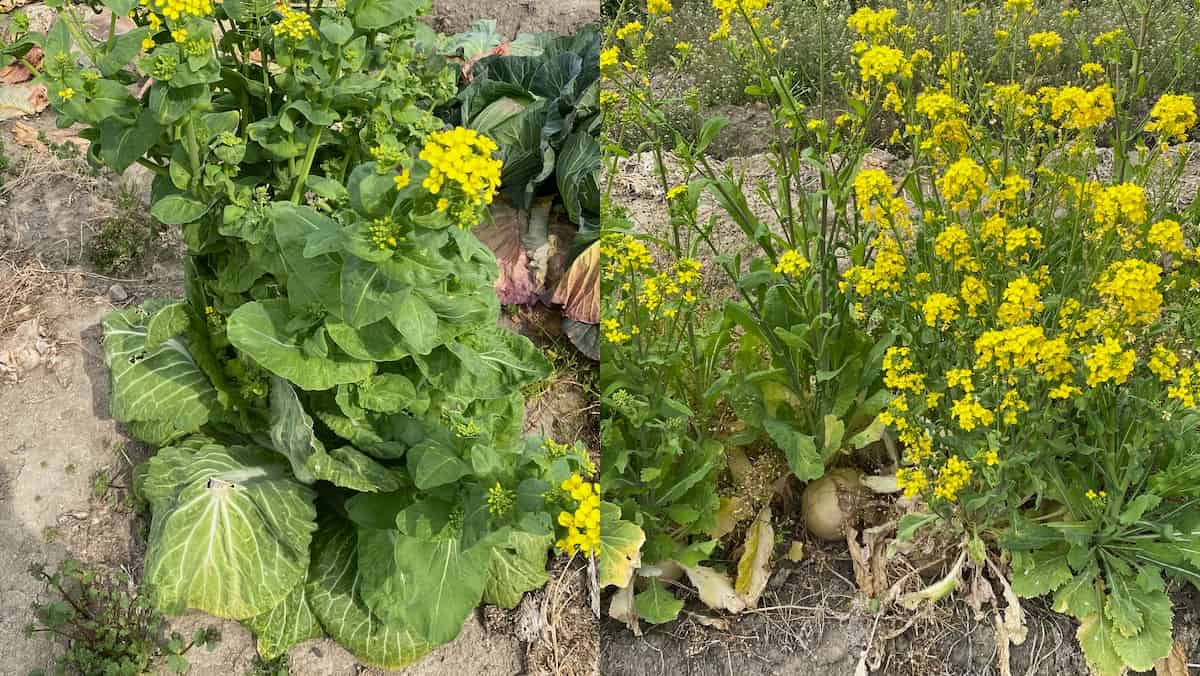 冬野菜収穫後のすき込み作業2